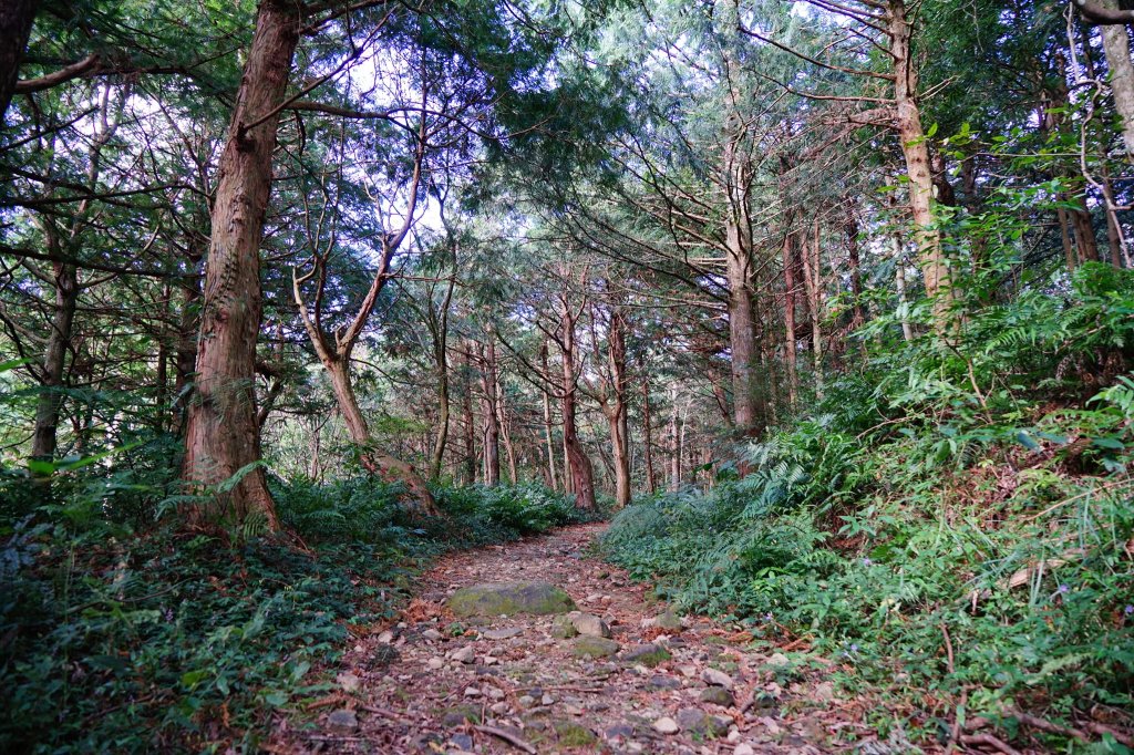 新竹關西鎮 水田林道之貴妃&那結山連走_1539672