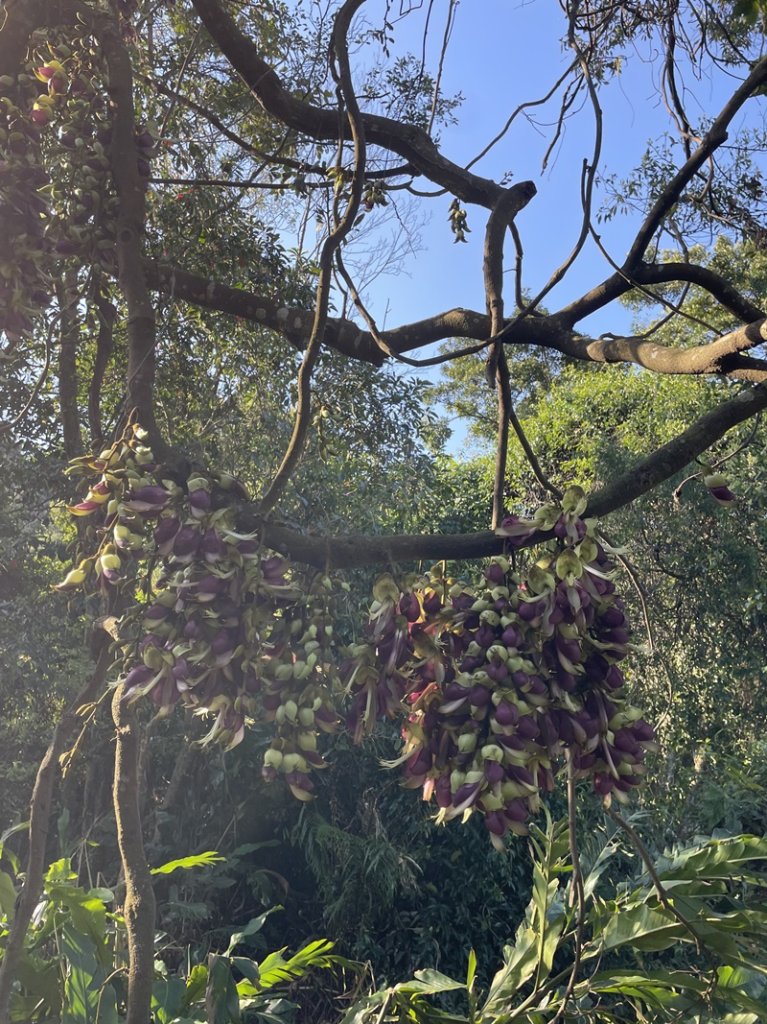 王公坑山血藤花_2745570