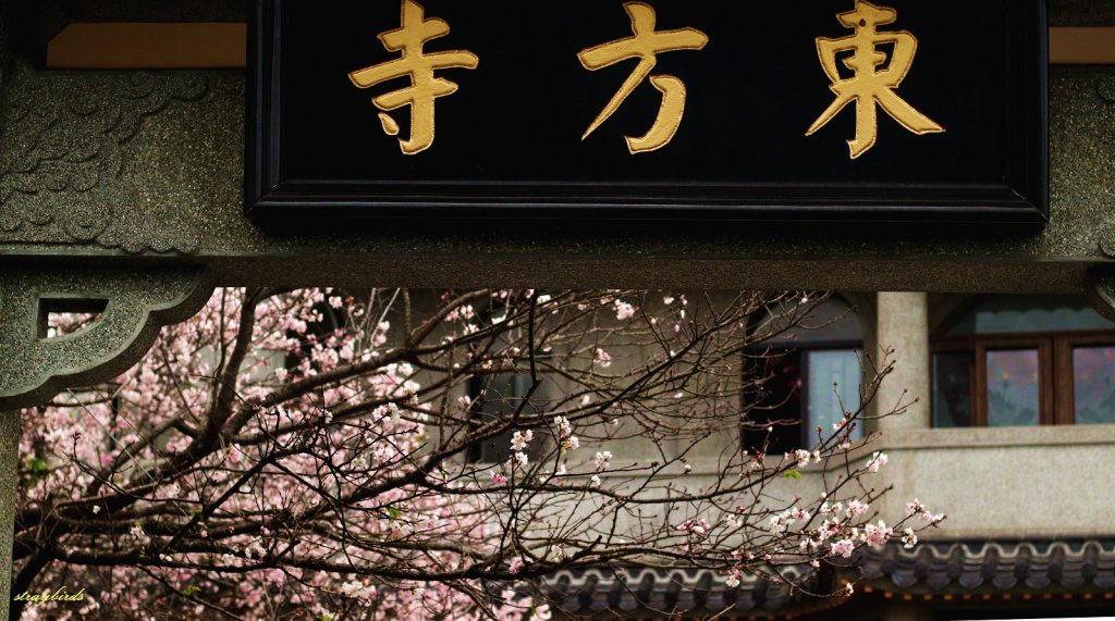 櫻花季的尾聲~在東方寺慢慢的品花落的聲音_910696