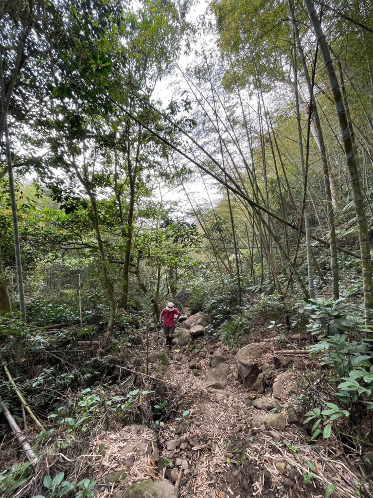 230416-小百岳#057 梨子腳山。18禁-竟能在茶樹上偶遇黑線黃尺蛾。美美兔O繞走成8字。_2117349