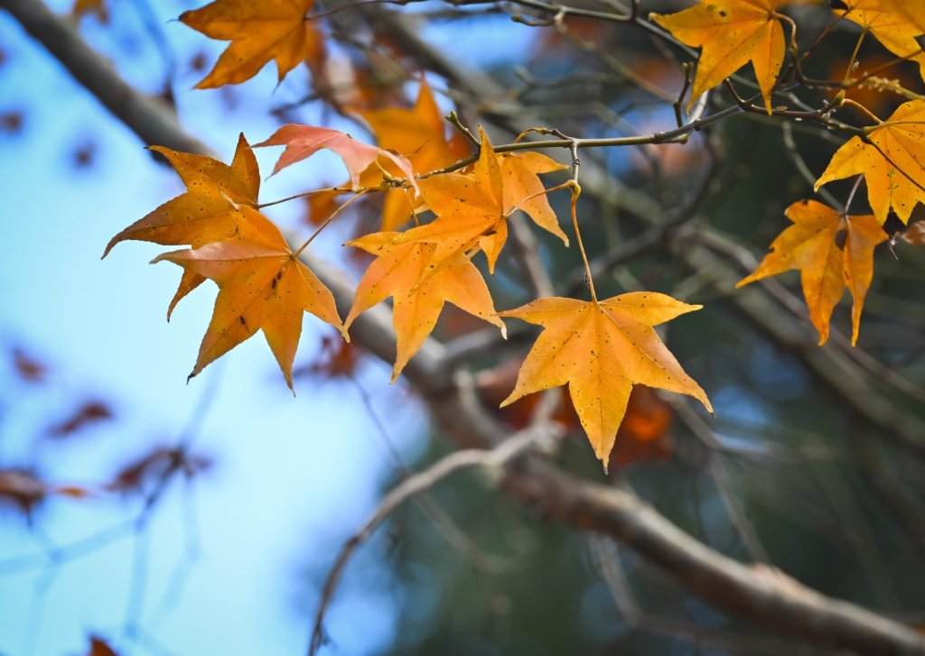鳶嘴稍來步道賞楓季 ，大雪山門票優惠到12/31！_2969539