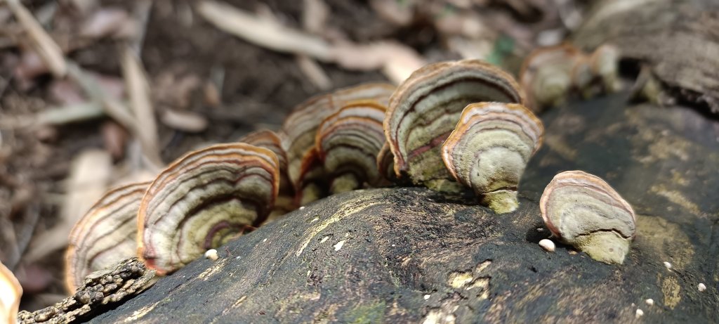 20240228_那羅山步道_2441056