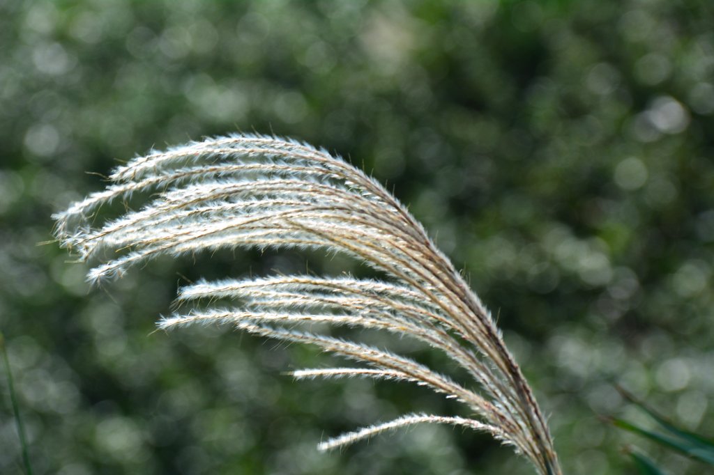 草嶺古道 桃源谷 芒花季_1508999