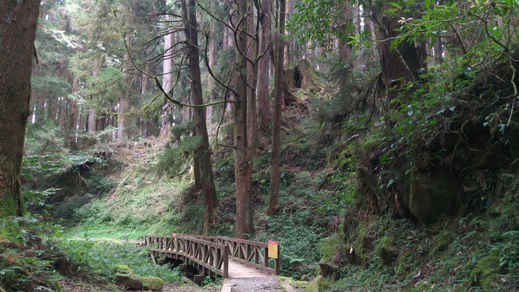 嘉義 阿里山 特富野古道(0K~2.7K)_1486843