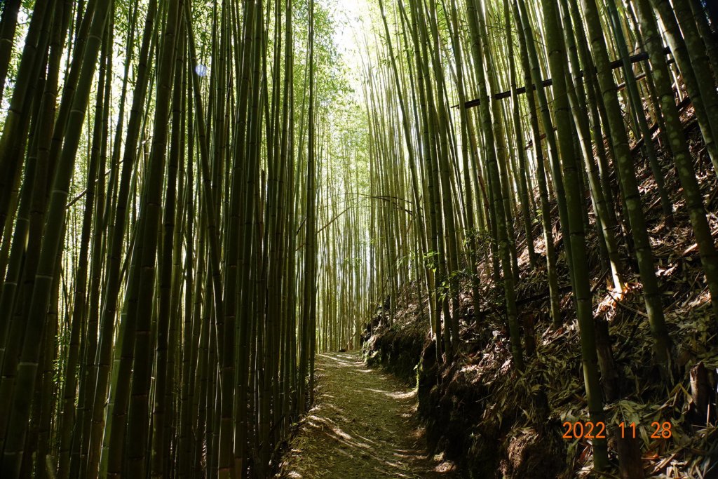 新竹 尖石 司馬庫斯-巨木群步道_1932837