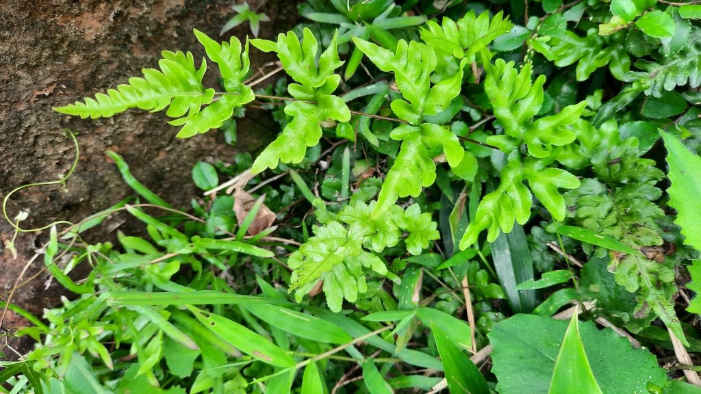 《新北》360山海視野｜南子吝步道X東北角海岸20220702_1752645