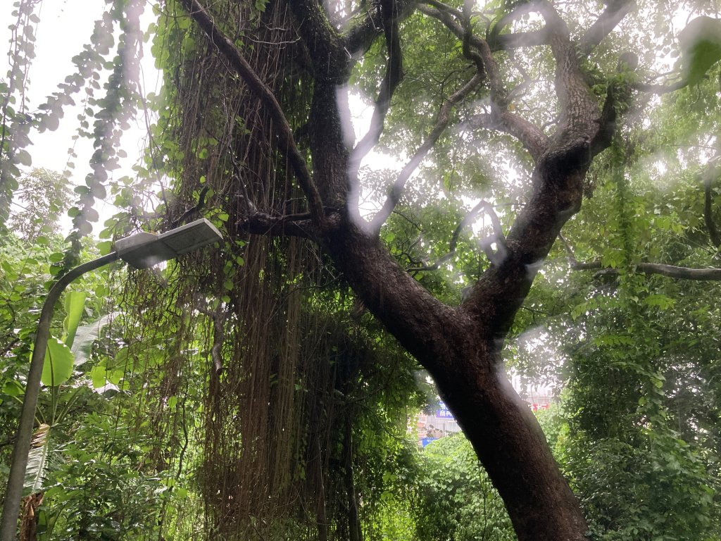 劍潭山登山步道_2517375