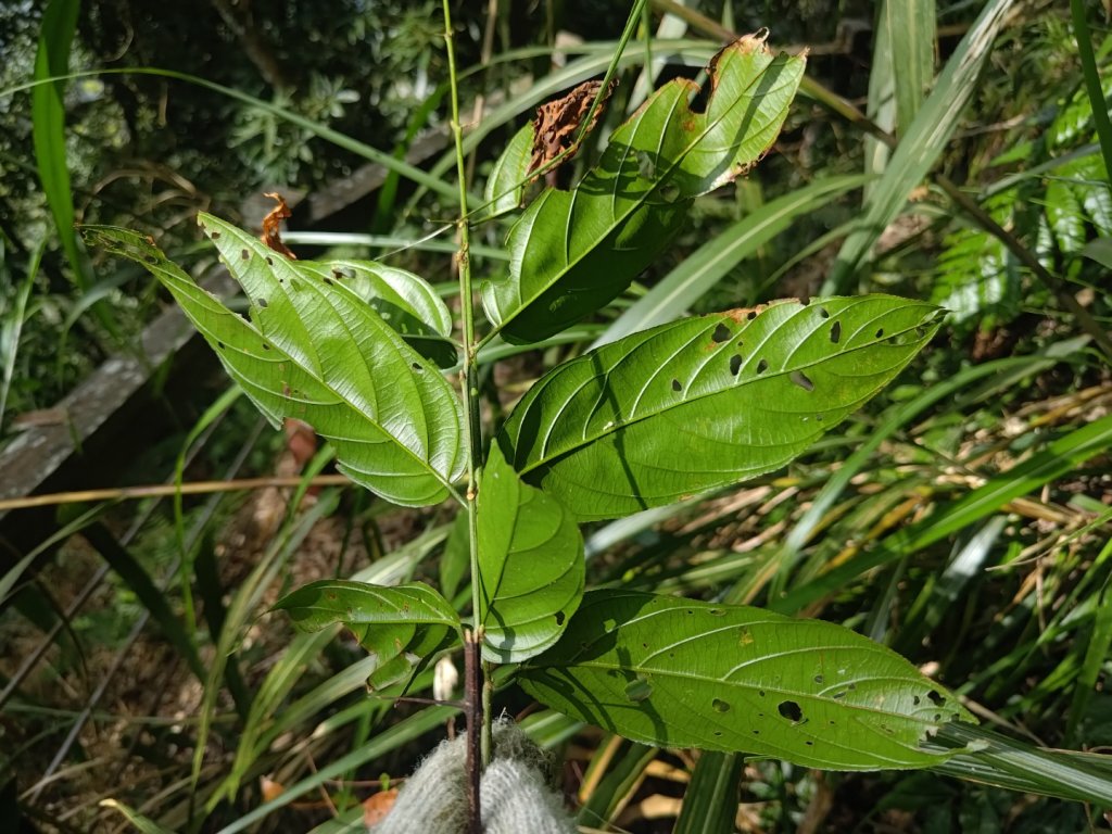 回歸自然的山羊古道_2678637