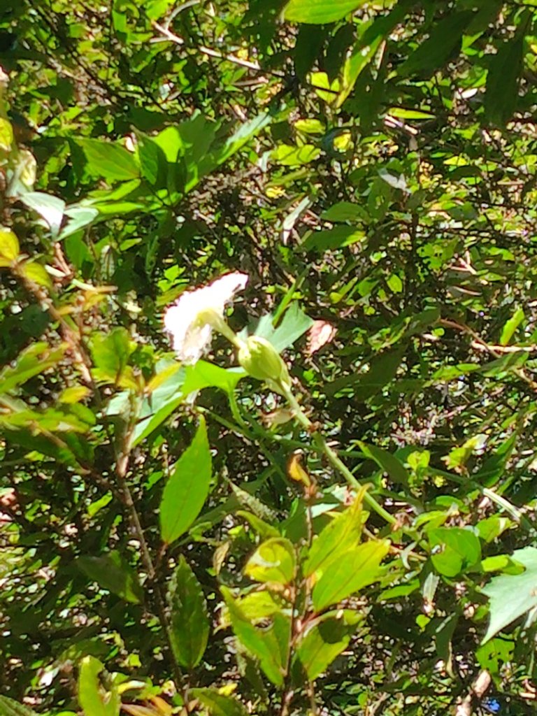 守關山南峰 守關山 守城大山_2919090