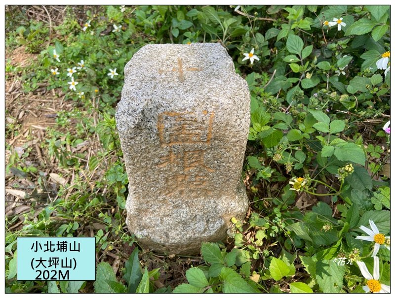 小北埔山、茶香小徑、櫻木花之道連走封面圖