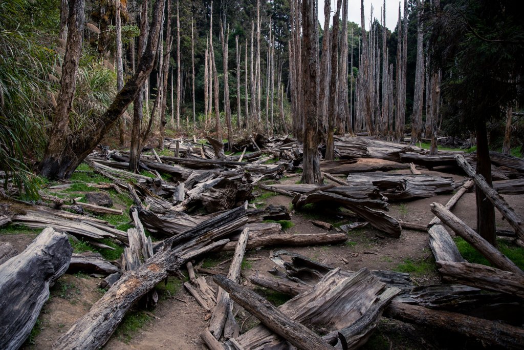 溪頭-烏土堀林道上金柑樹山_2010614