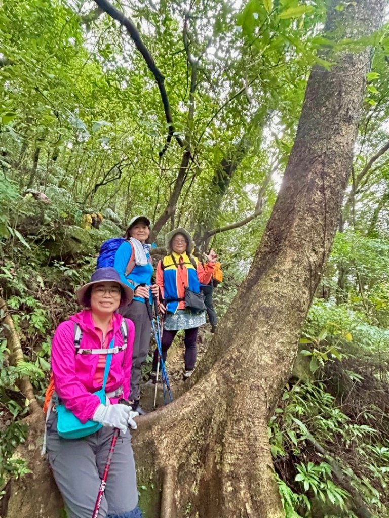 台北縱走第四段訪雙溪山 梅花山與西峰南峰西南峰 碧山_3012808