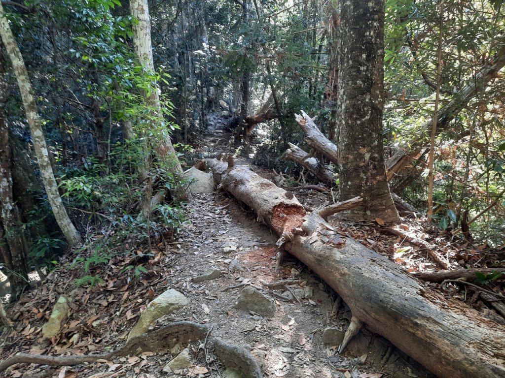 松鶴上唐麻封面圖