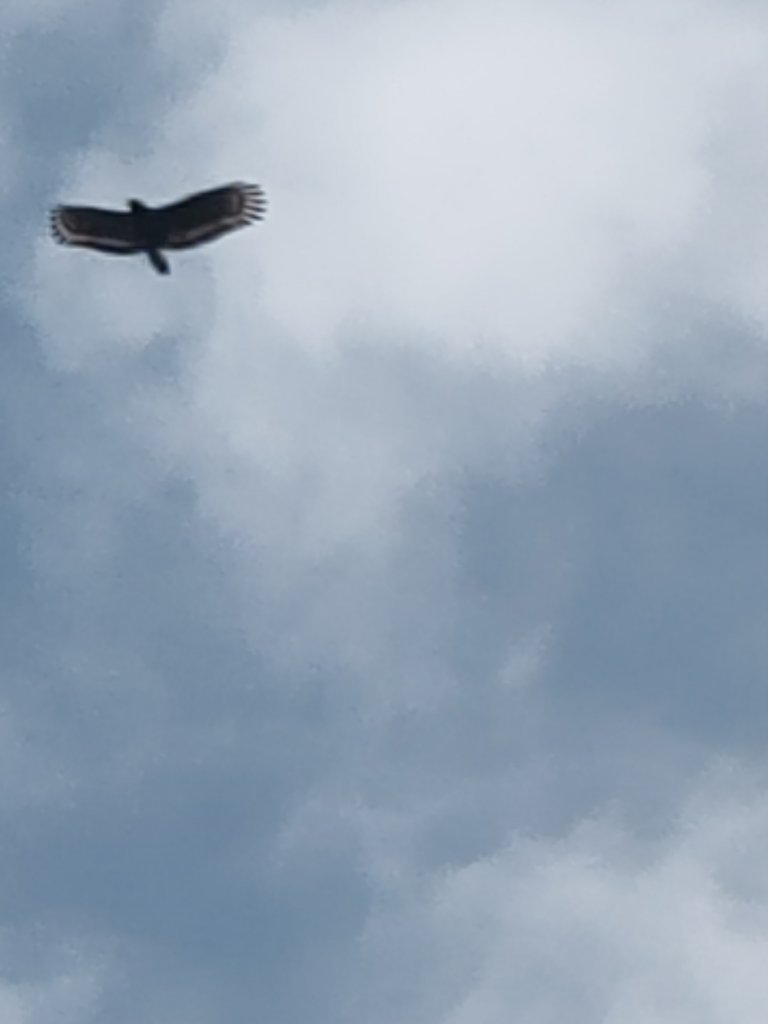 大農大富平地森林園區_1774595