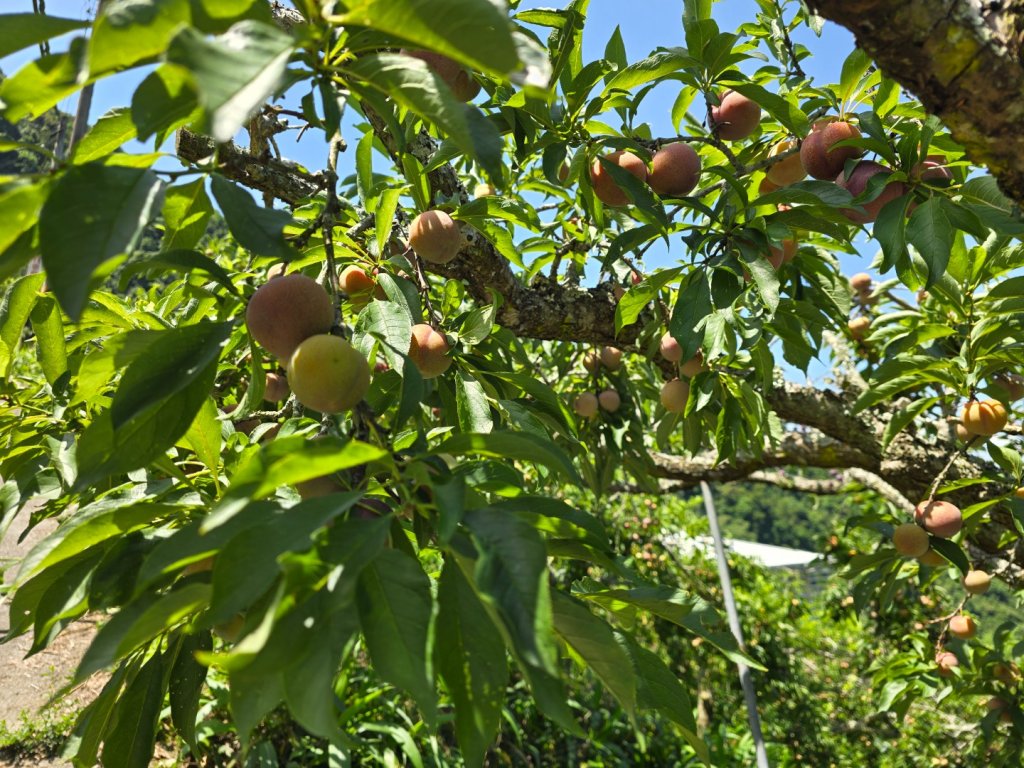 夏日的馬那邦山封面圖