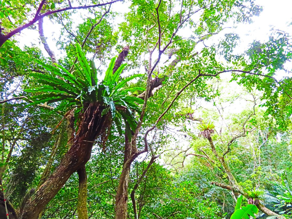好療癒及老少咸宜的步道：百吉林蔭步道_551088
