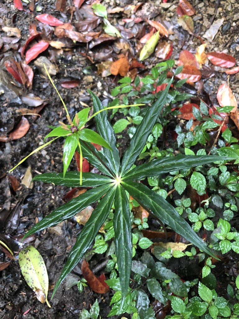 散落的珍珠-加羅湖_1387458