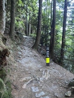 1120710觀霧國家森林風景區_2938322