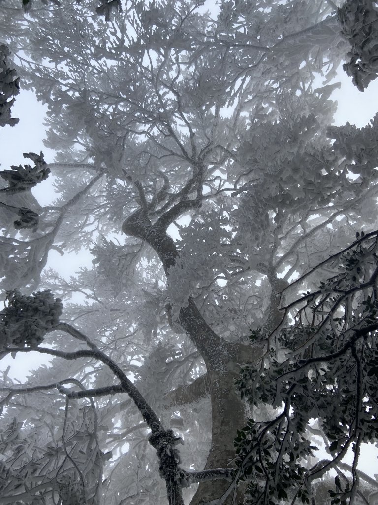 冰凍內鳥嘴~美得讓你哇聲不停_2010050