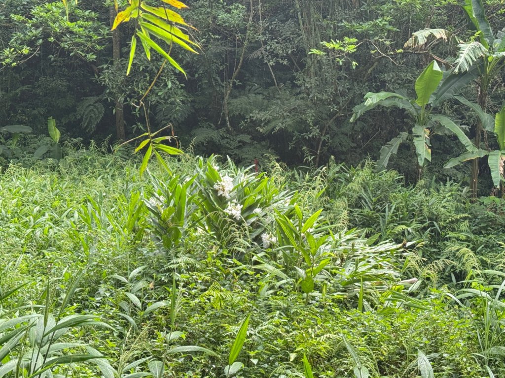 大艽芎古道縱走 新/溪州山(小百岳#23) 出溪州公園_2893876