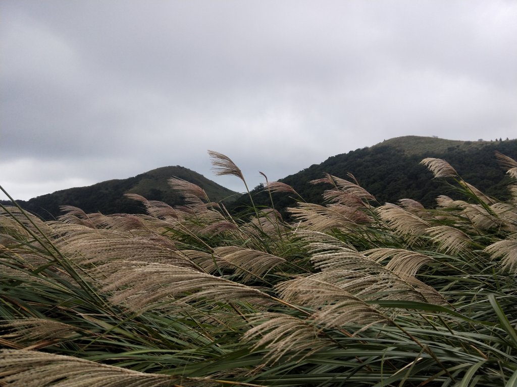 202011 大屯山賞芒趣，西南峰初體驗_1170642