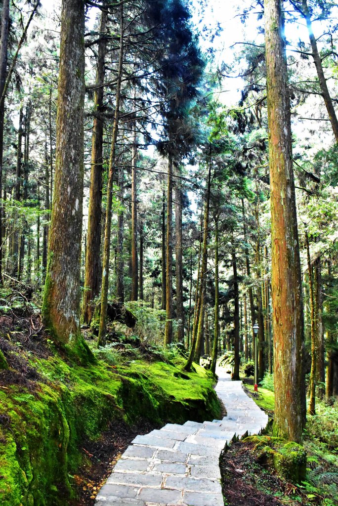 20221018公車旅人阿里山手扎:_1141912