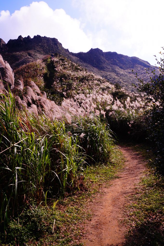 九份無耳茶壺半屏山喝個茶_230881