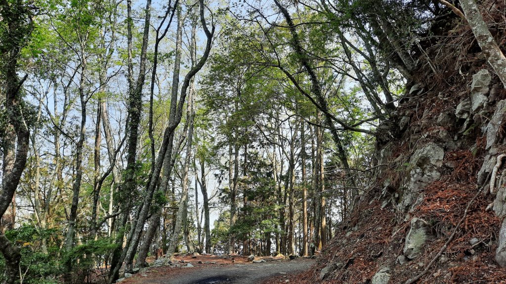 《台中》訪一葉蘭｜大雪山210林道（船型山林道）上烏石坑山20230412_2111368