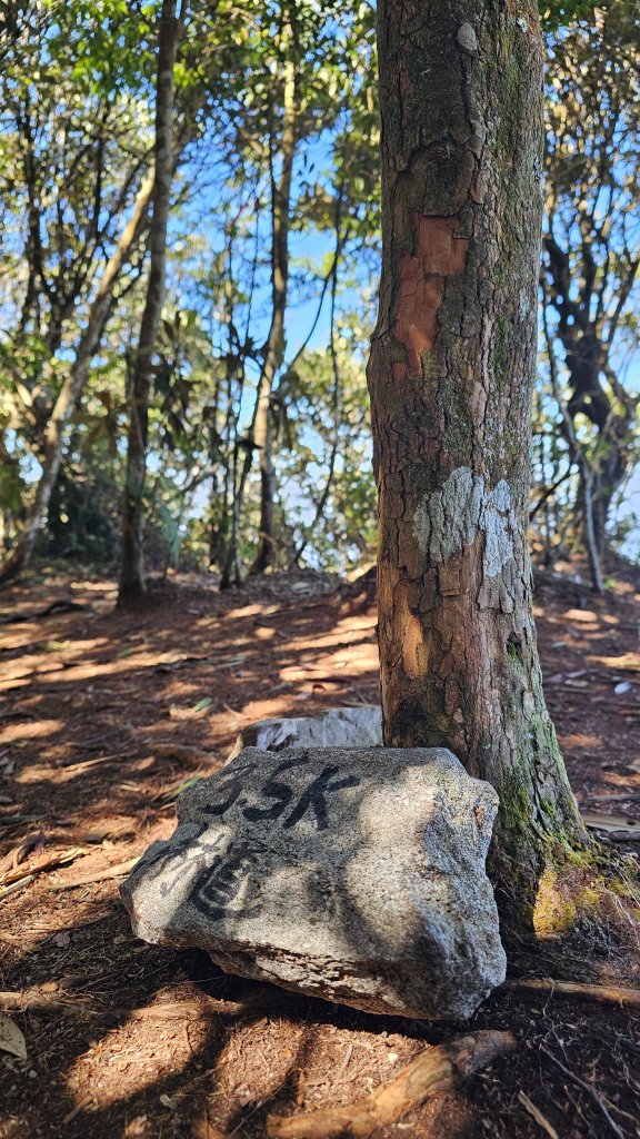 【細說大雪山木馬古道】橫嶺山、沙蓮山、笛吹山O繞_2921105
