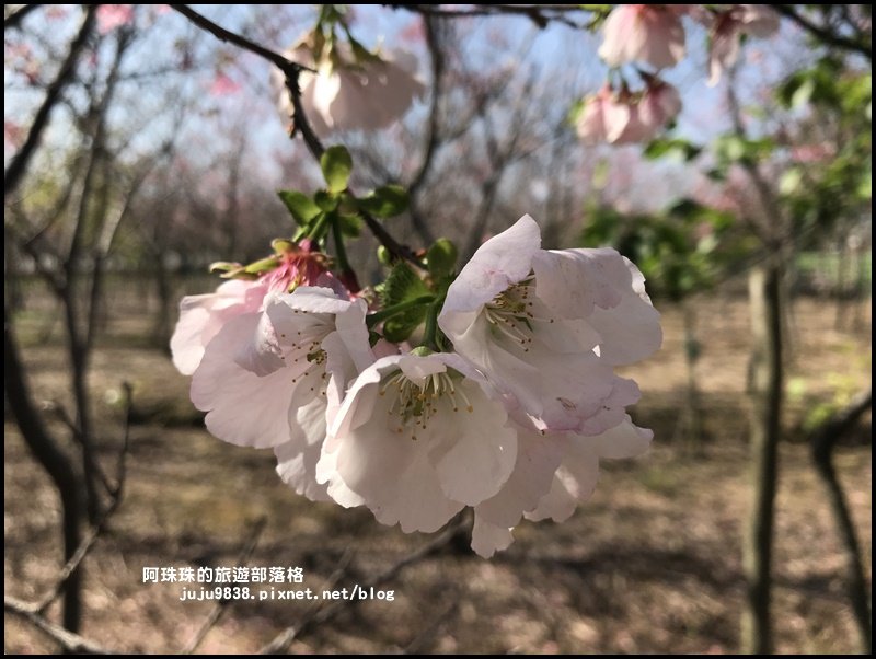 桃園平鎮賞櫻秘境｜夢幻櫻花林_880114