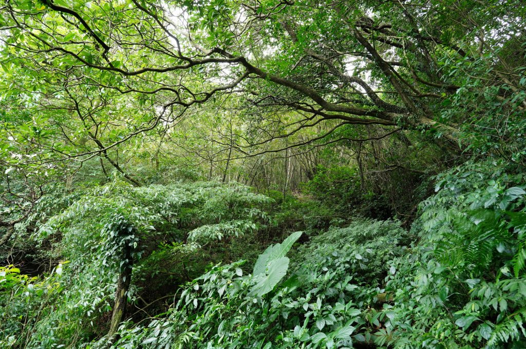 新北 萬里 鹿崛坪山、富士坪山、大尖山_2353406