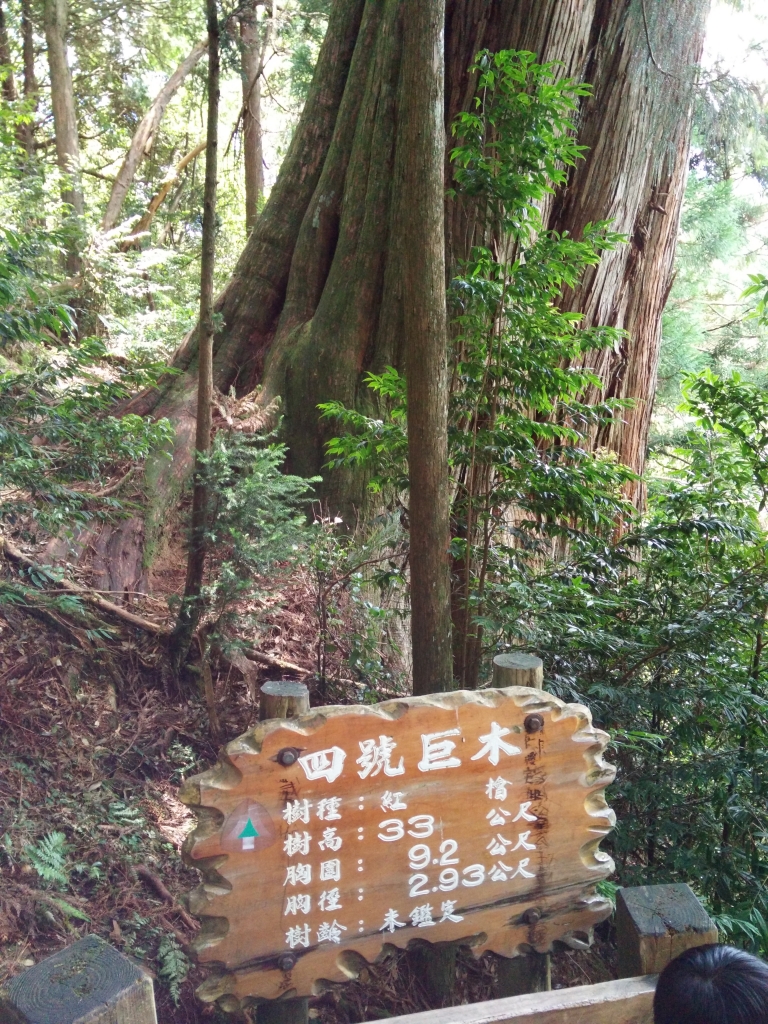 檜山巨木群步道_53582