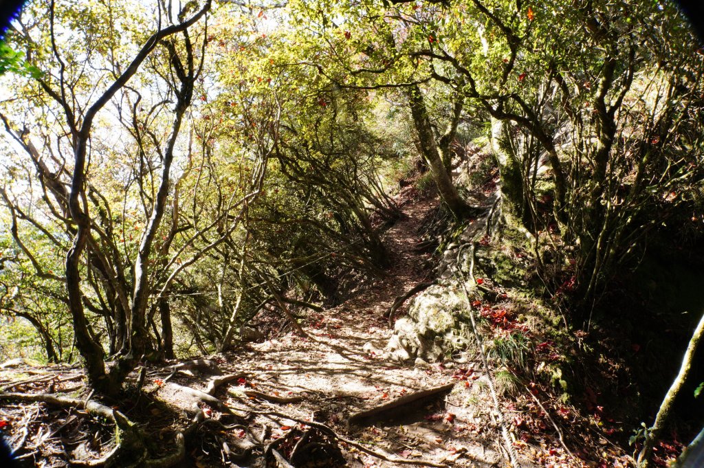 苗栗 南庄 加里山_2963420