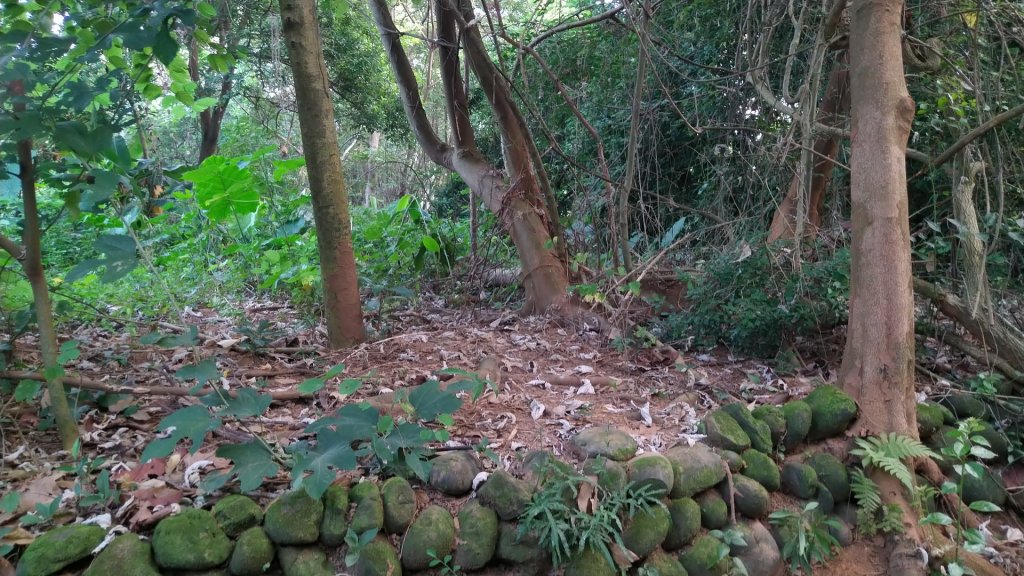 嘉義 山子頂山、紅毛埤山_1488812
