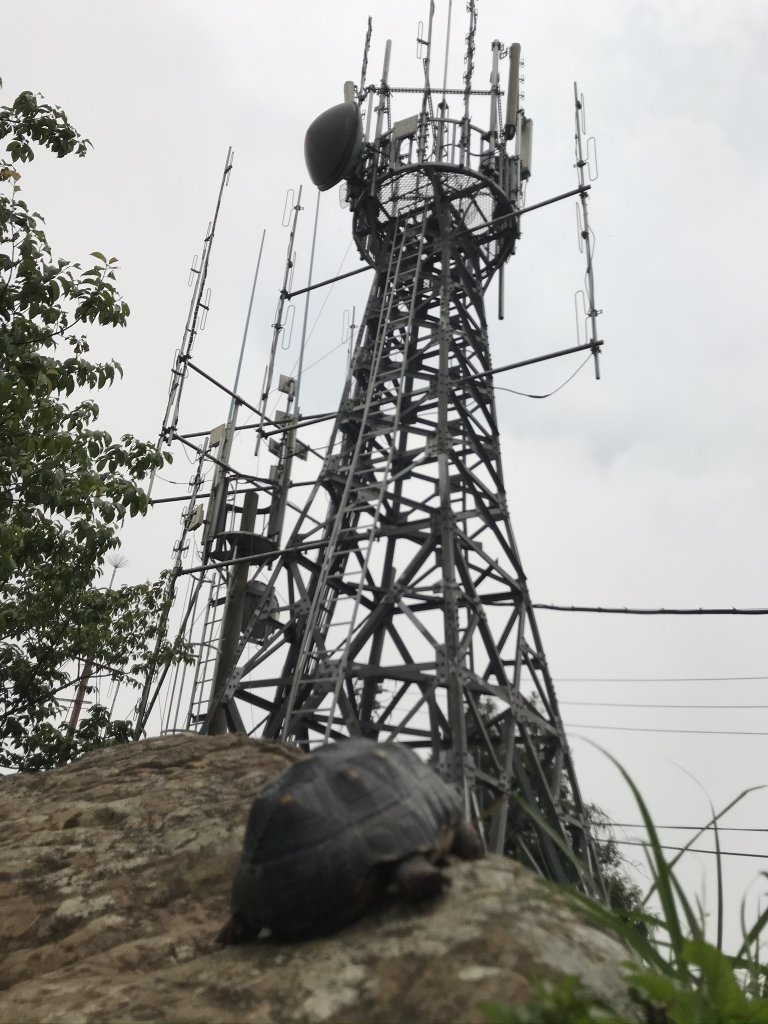 五指山之龜_915878