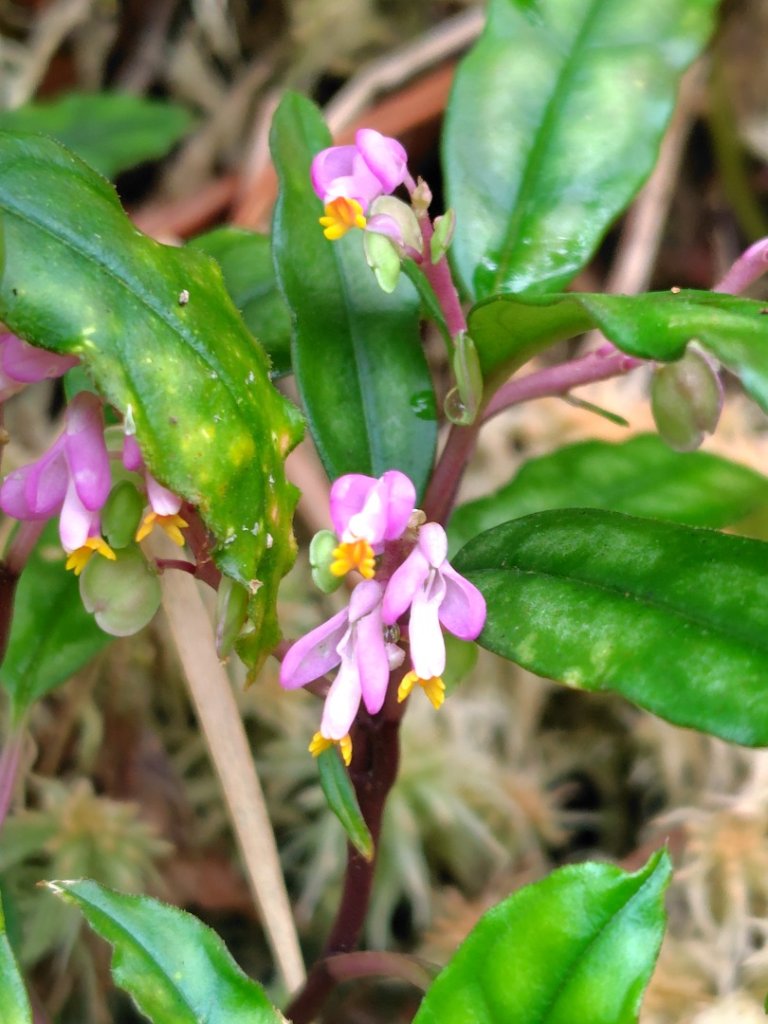 姑子崙山_2759204