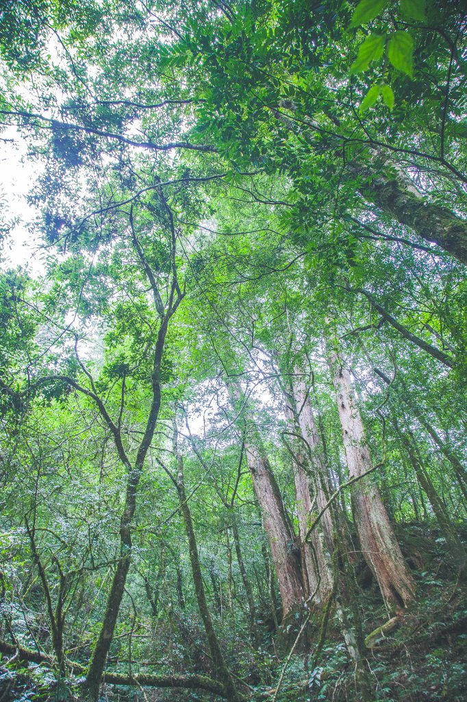 20200802-[新竹] 鎮西堡_1633373