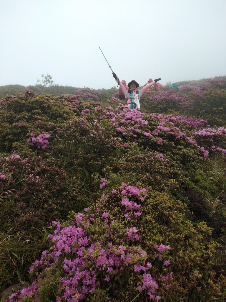 合歡北峰紅毛杜鵑盛開_20240605_2518326