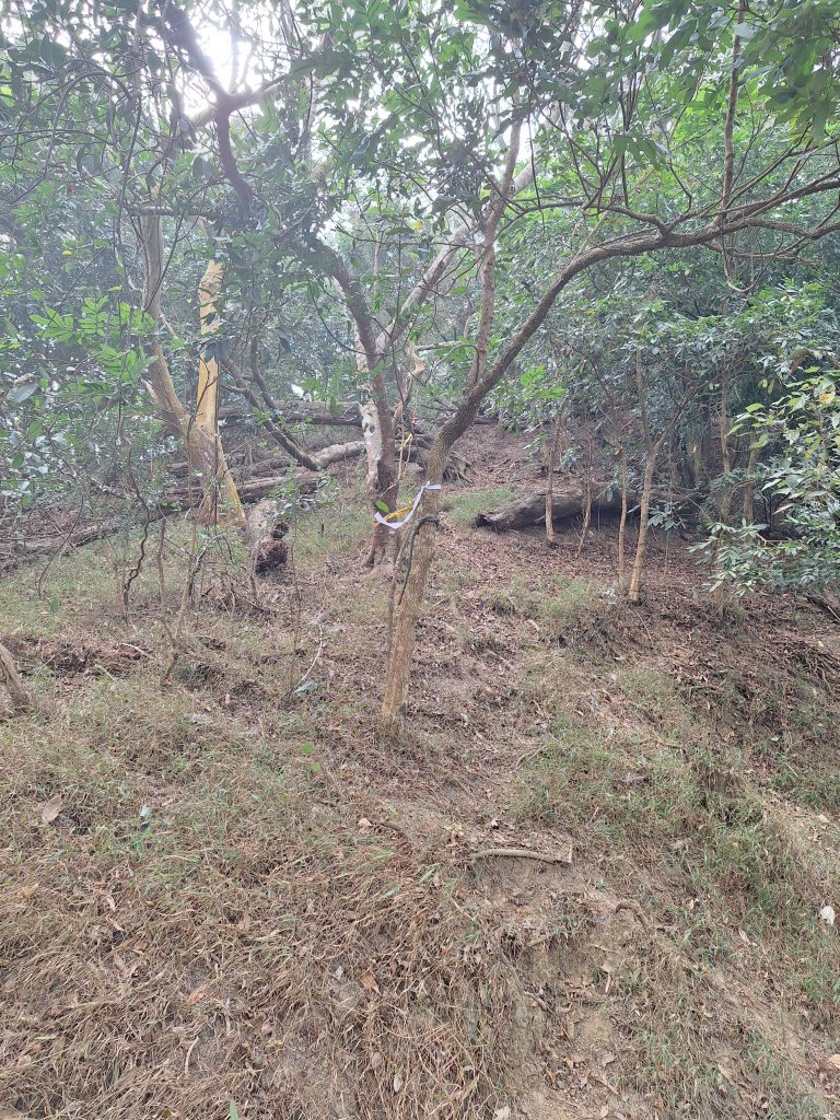 烏山嶺水利古道+鳥子嶺O型_2967522
