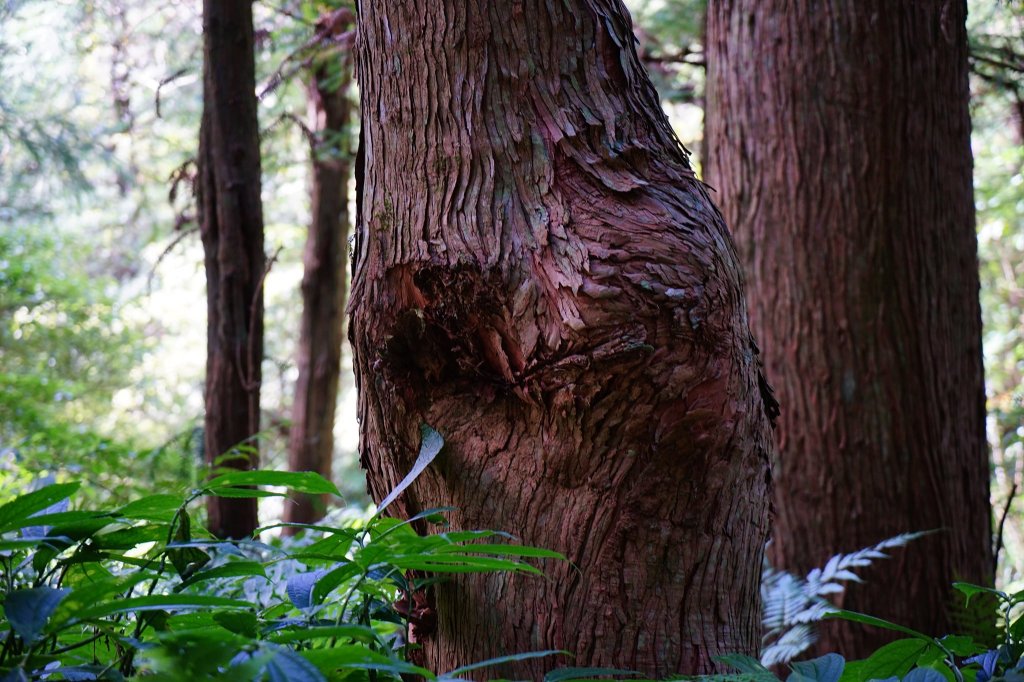 新竹關西鎮 水田林道之貴妃&那結山連走_1539665