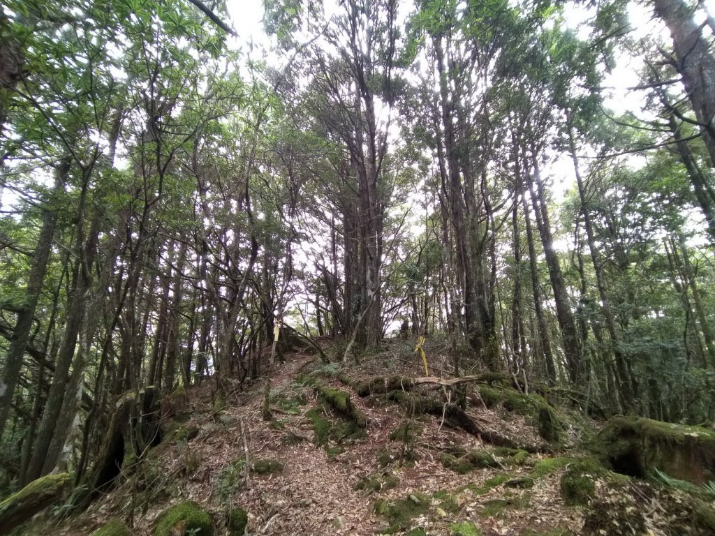 嘉義 阿里山 兒玉山、東水山、北霞山_1486769