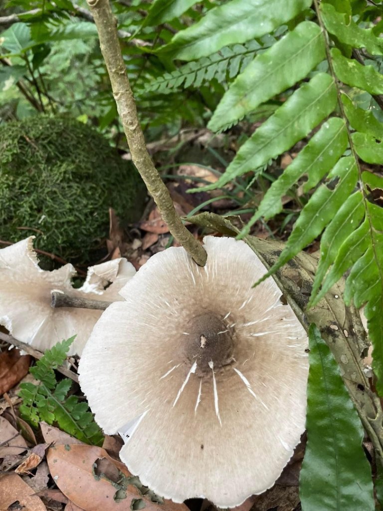 淡蘭古道北中南路全段共15段_2567916