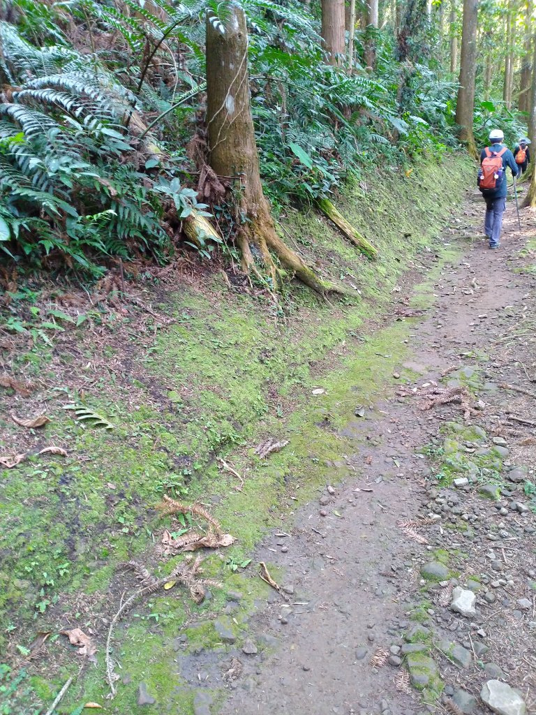 2022-04-09 迷糊步道_福山古道O型_1668175
