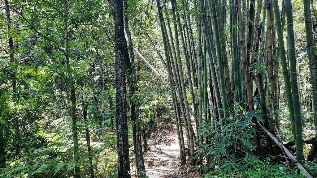 《南投》侏儸紀公園｜魚池澀水森林步道O繞20240629_2538432