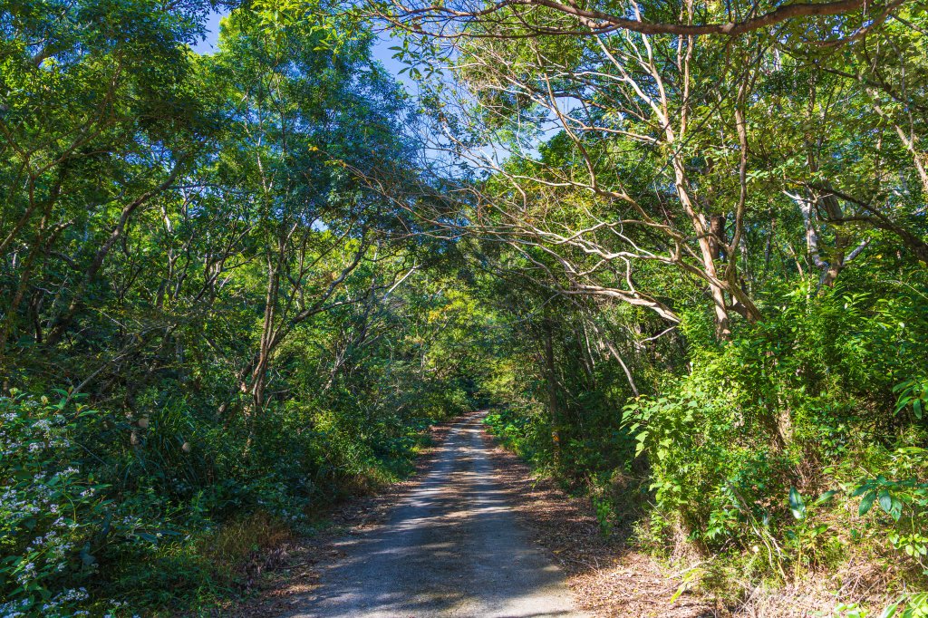 [台東]巴塱衛山_2978296