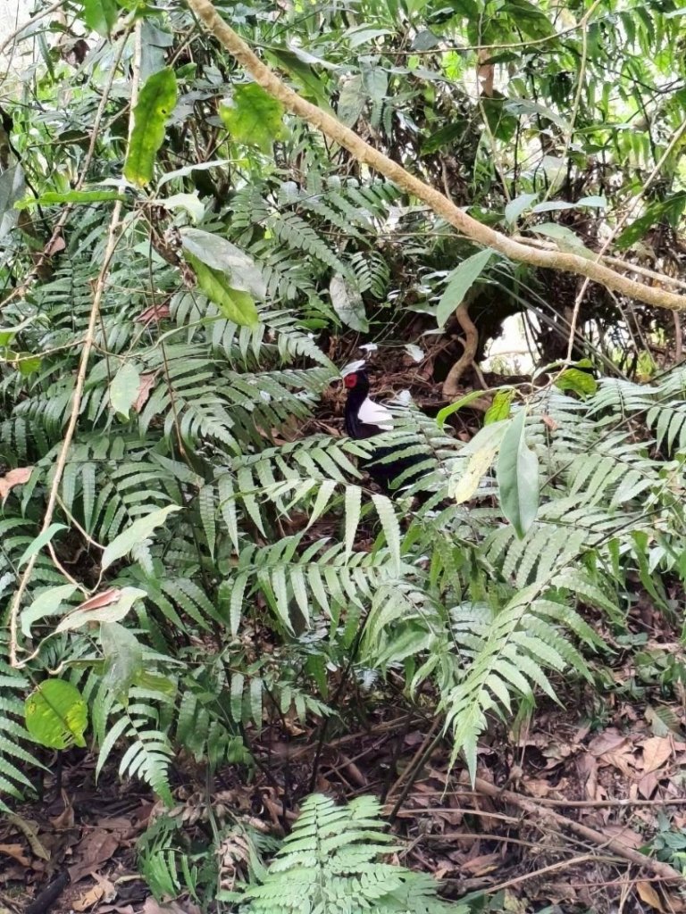 20251218溪頭鳳凰山台寅山上天文台至妖怪村買菜O繞_2965599