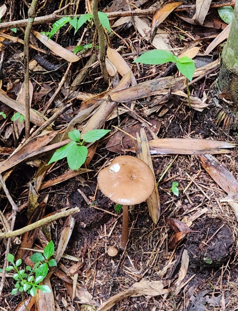 【中級山縱走】魯壁山，東穗山，大島田山，宇老觀景台_2771695