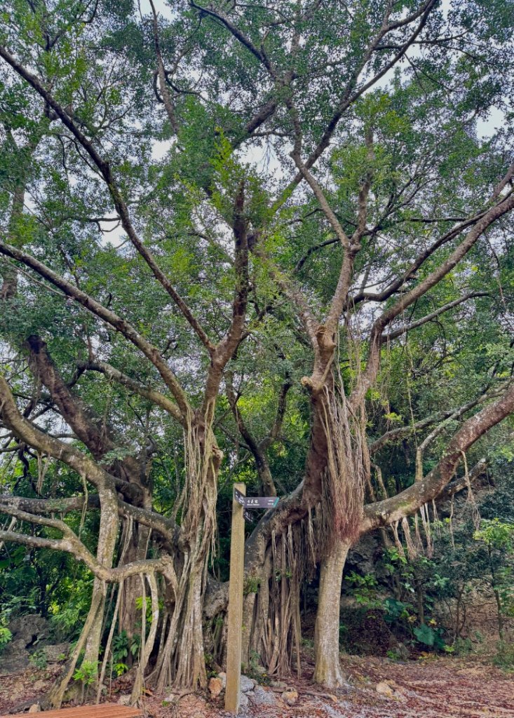 北壽山走壽山(小百岳#77) 龍泉寺起登出千光宮_2934499
