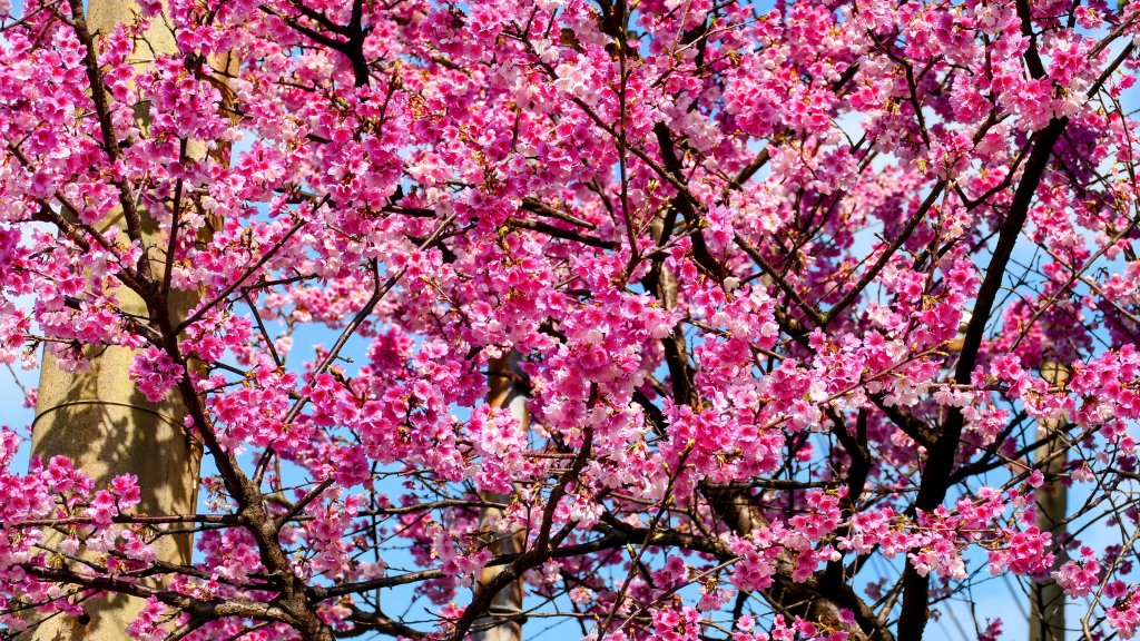 《蝶戀花・善光寺禪門櫻花》_2709794