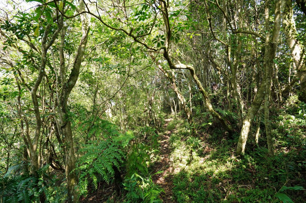新北 雙溪 溪尾寮山、東柑腳山、柑腳山_2581801